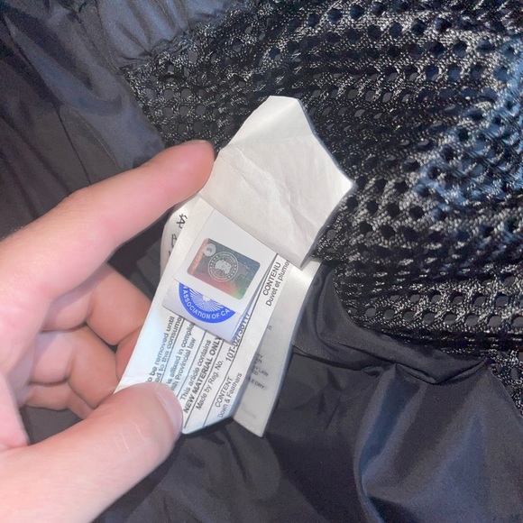 Canada goose - Picture 5 of 6